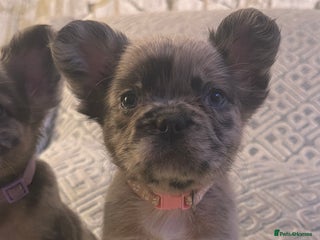 French Bulldog dogs 3 perfect fluffy visual French bulldogs left 🧸🧸 - Advert 18