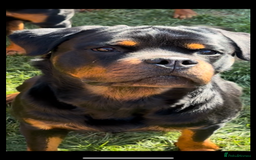 Rottweiler dogs for sale: Last two left!! Rottweiler puppies - Image 6