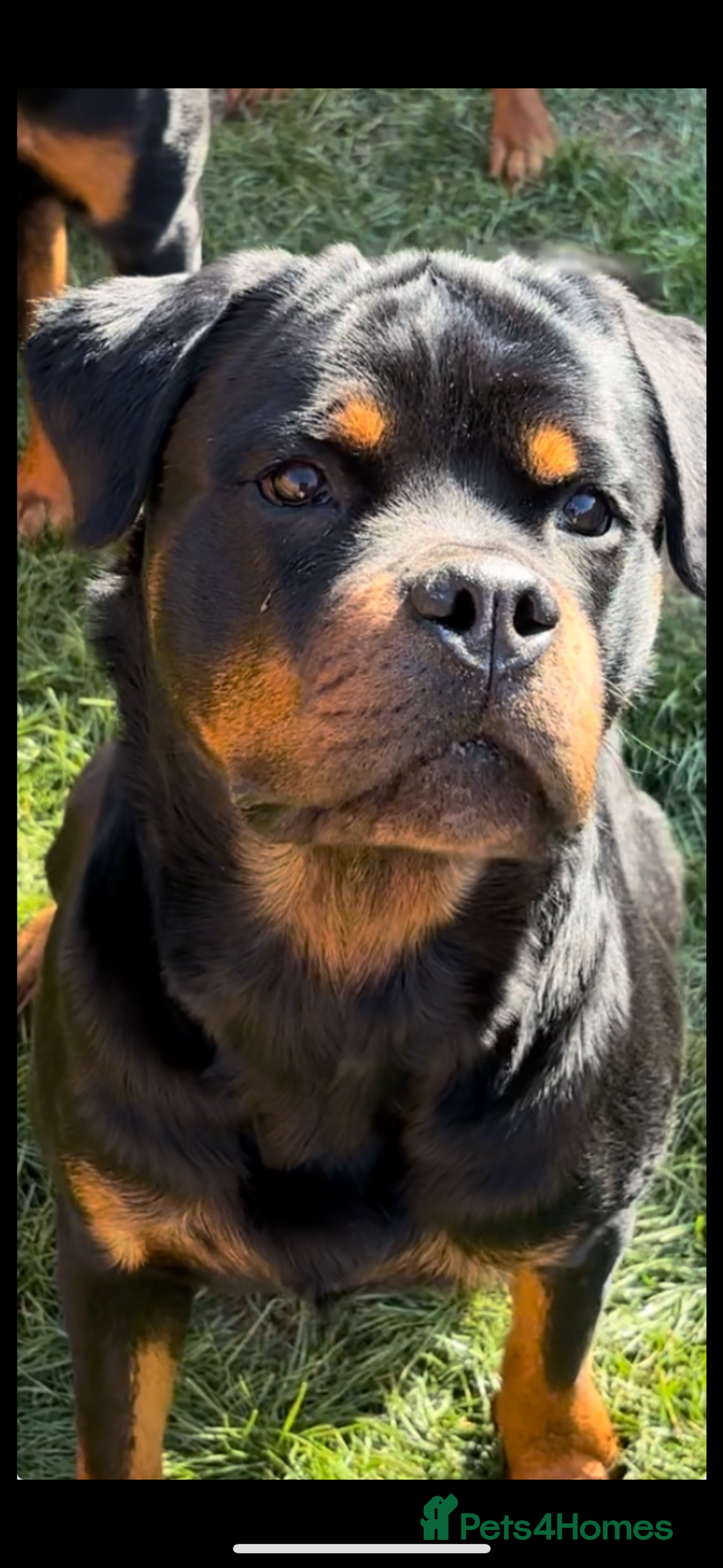 Rottweiler dogs for sale: Last two left!! Rottweiler puppies - Image 6