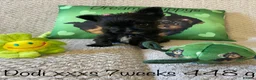 Yorkshire Terrier dogs for sale: Beautiful small Biewer Yorkshire Terrier Pedigree  - Advert 33