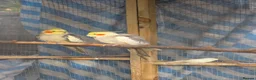 Cockatiels birds for sale: Hand tamed cockatiels for sale  - Advert 4