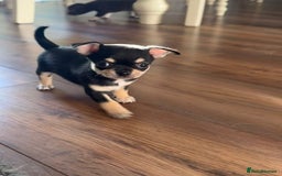 Chihuahua dogs for sale: ❤️Amazing Chihuahua Puppies - Image 19