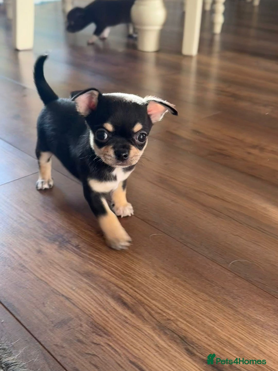 Chihuahua dogs for sale: ❤️Amazing Chihuahua Puppies - Image 19