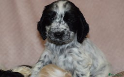 Cocker Spaniel dogs for sale: Cocker Spaniel Pups for sale (KC registered) - Image 4