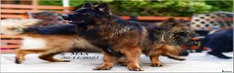German Shepherd dogs for sale: LONGHAIRED GSD PUPPIES - Advert 10