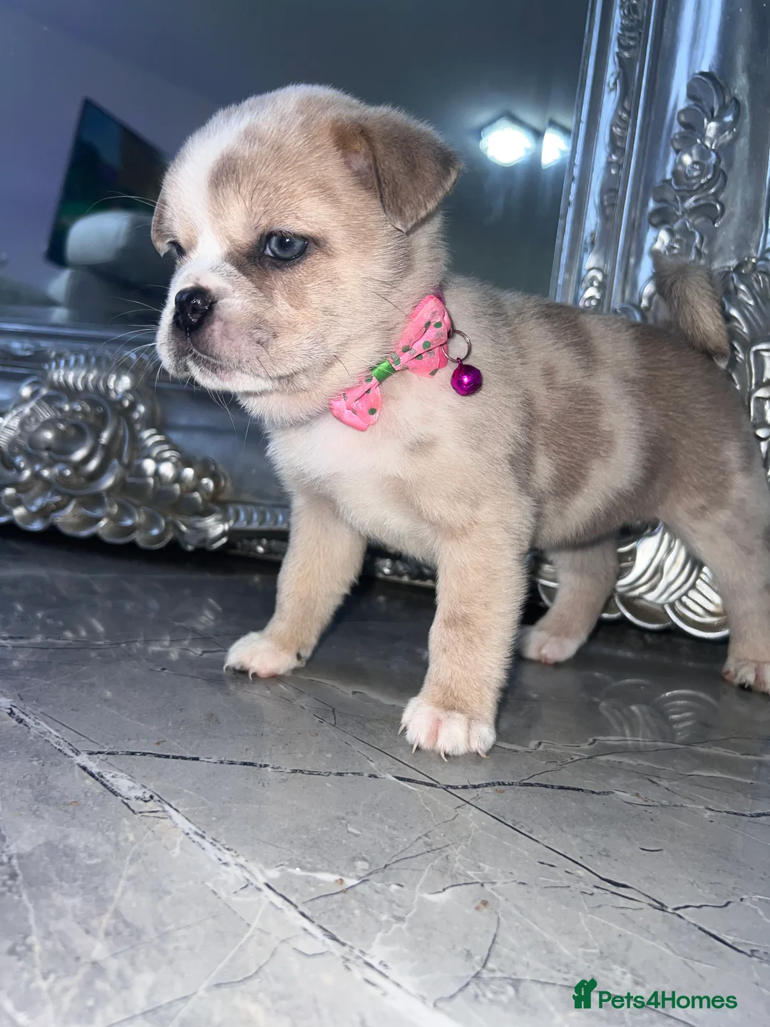 Mixed Breed dogs for sale: Chow Chow × Puppies  - Advert 5