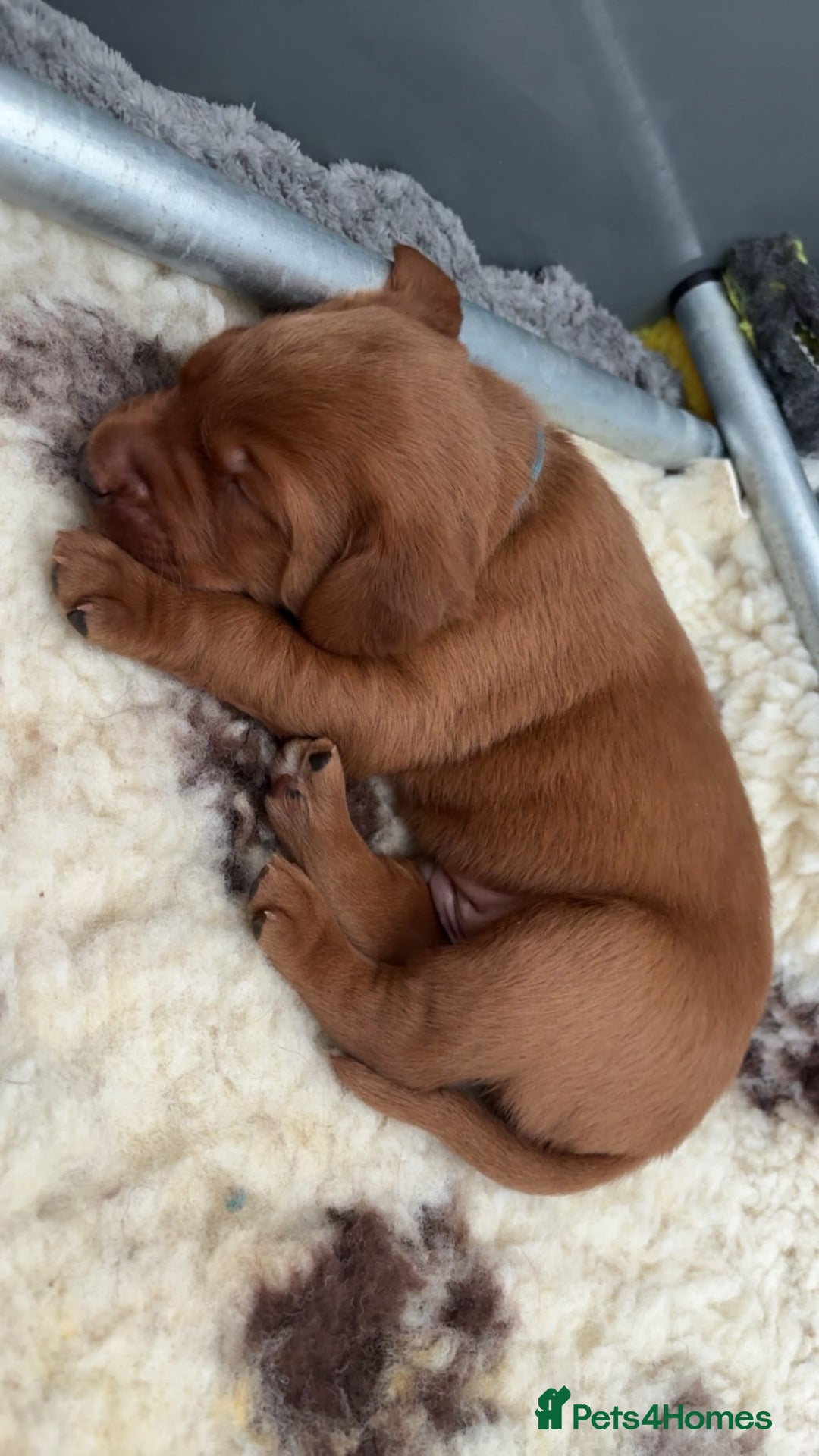 Labrador Retriever dogs 🐶 KC REGISTERED LABRADOR PUPPIES DUE SOON 🐶 - Advert 2