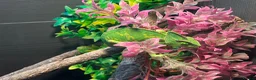 Chameleon reptiles for sale: Chameleon with full set up in Pontypridd - Advert 2