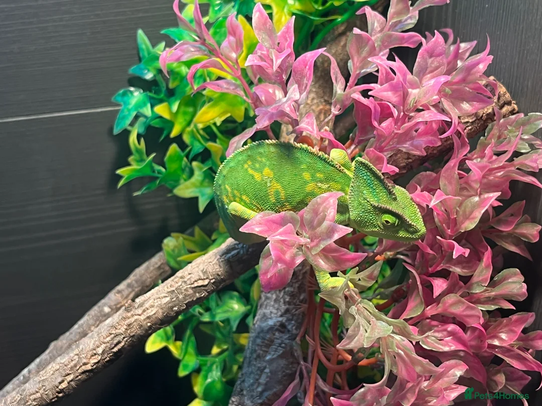 Chameleon reptiles for sale: Chameleon with full set up in Pontypridd - Advert 2