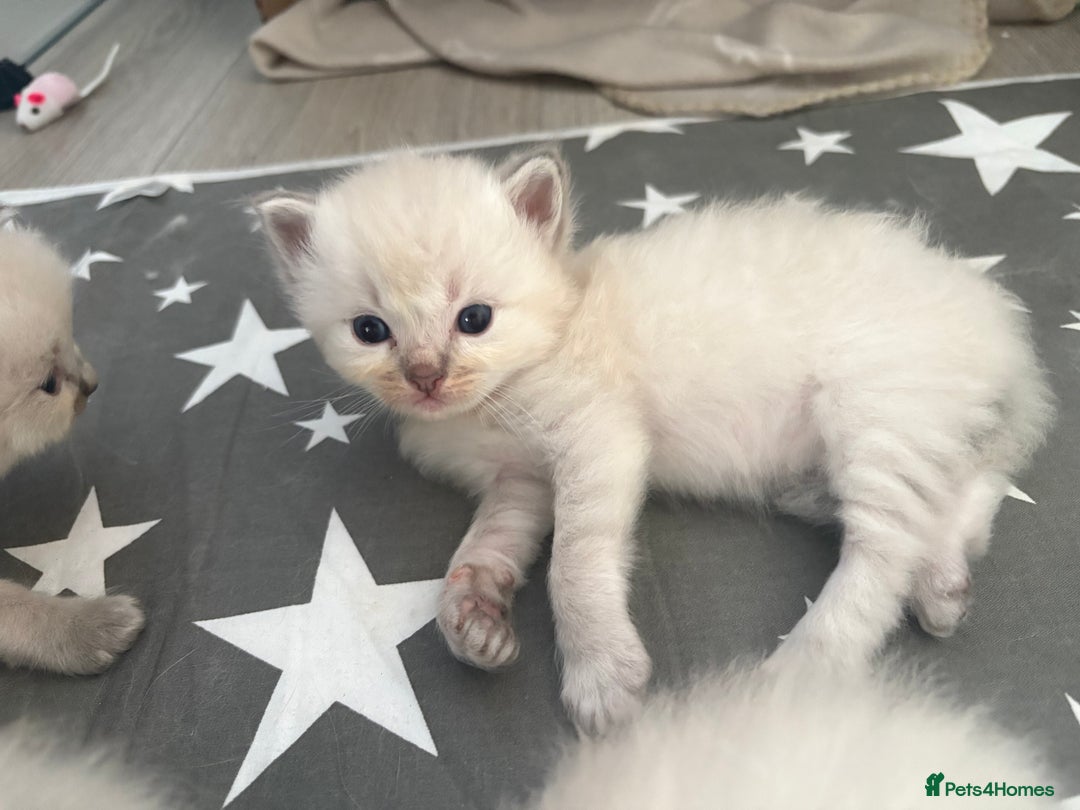 Ragdoll cats for sale: 3 male and 3 female kittens.  - Image 3
