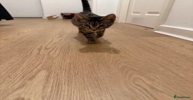 Bengal cats - Advert 1