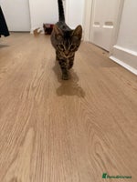 Bengal cats - Advert 1