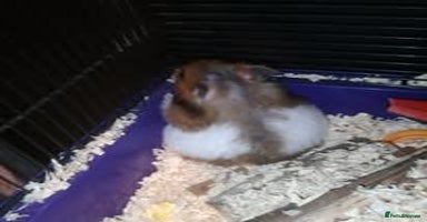 Hamster rodents - Advert 9