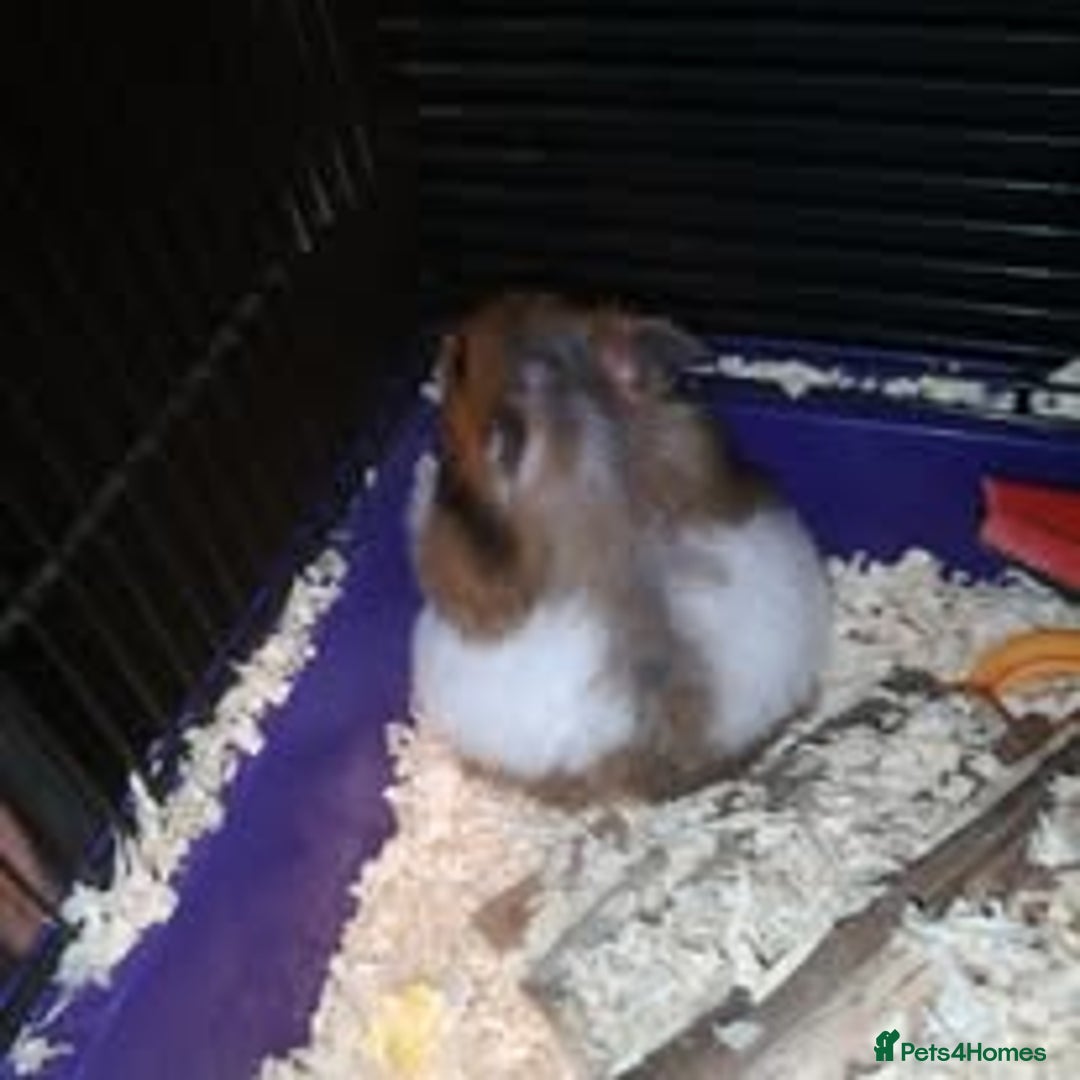 Hamster rodents for sale: female hampster - Image 2