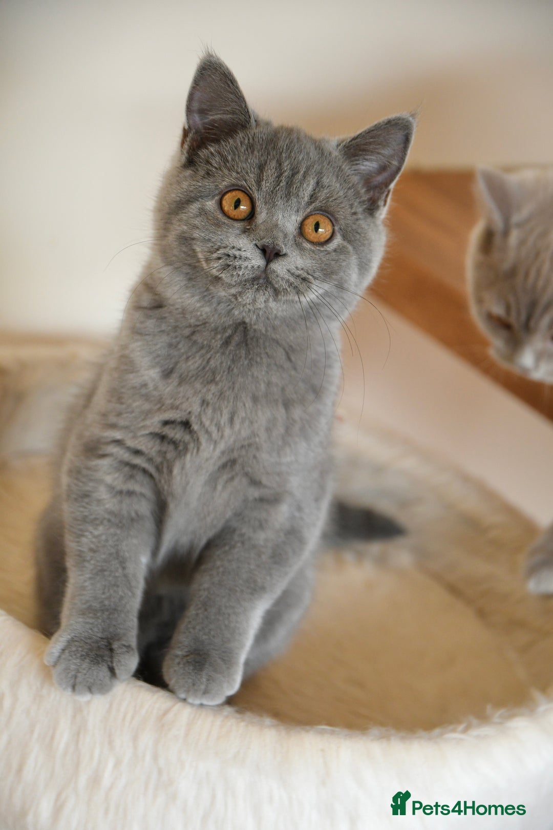 British Shorthair cats for sale: GCCF British Shorthairs Ready now  - Image 11
