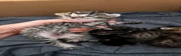 Maine Coon cats for sale: Mainecoon x bengal kittens  - Advert 3