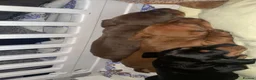 Miniature Dachshund dogs for sale: 3 Beautiful Miniature Dachshunds puppys - Advert 33