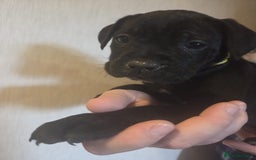 Cane Corso dogs for sale: Purebred champion bloodline cane corso puppies - Image 10