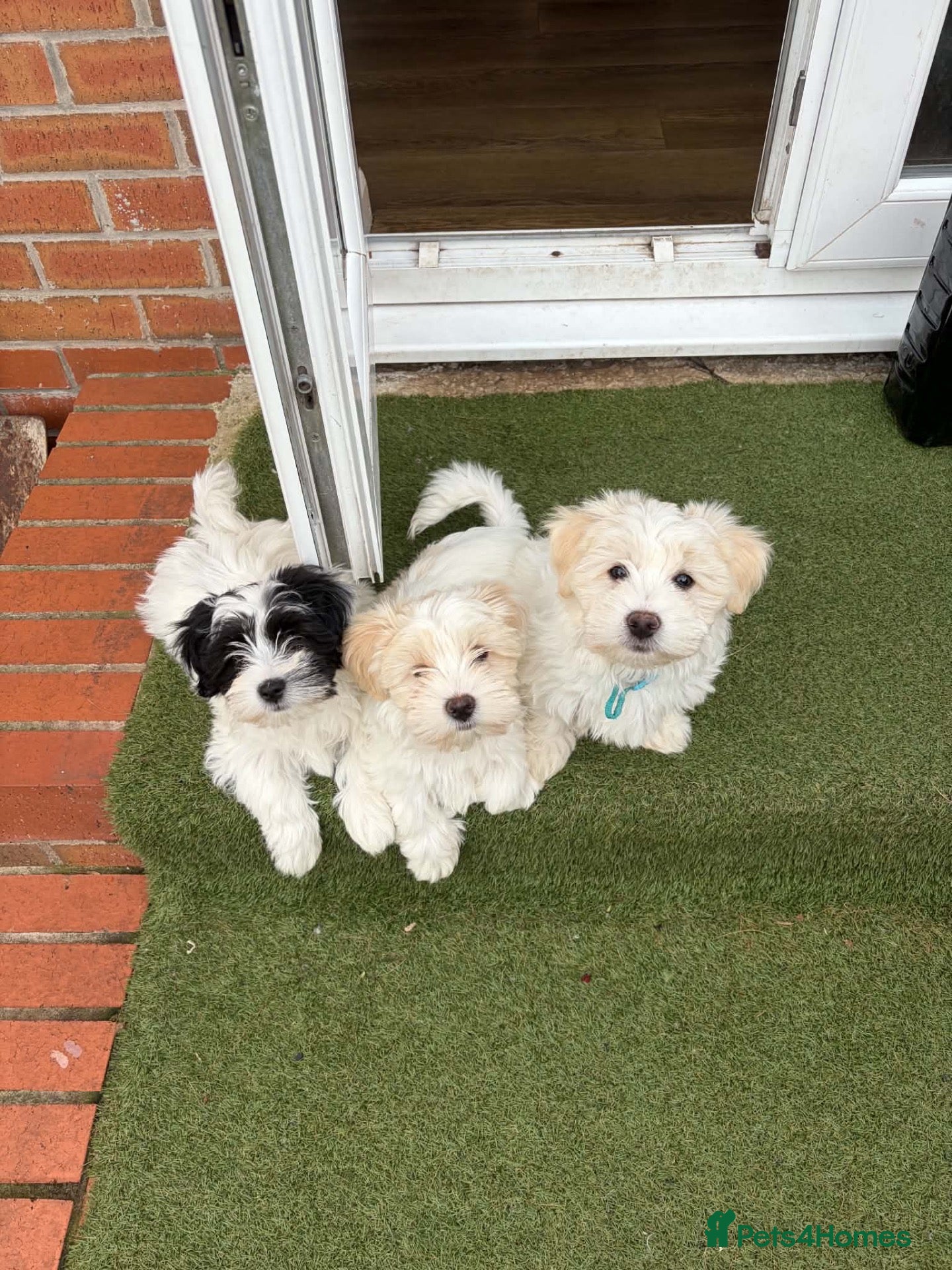Mixed Breed dogs Bichon Frise x Bichon Boloneze - Advert 18