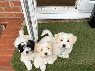 Mixed Breed dogs Bichon Frise x Bichon Boloneze - Advert 18