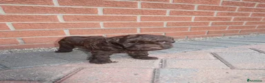Cockapoo 5