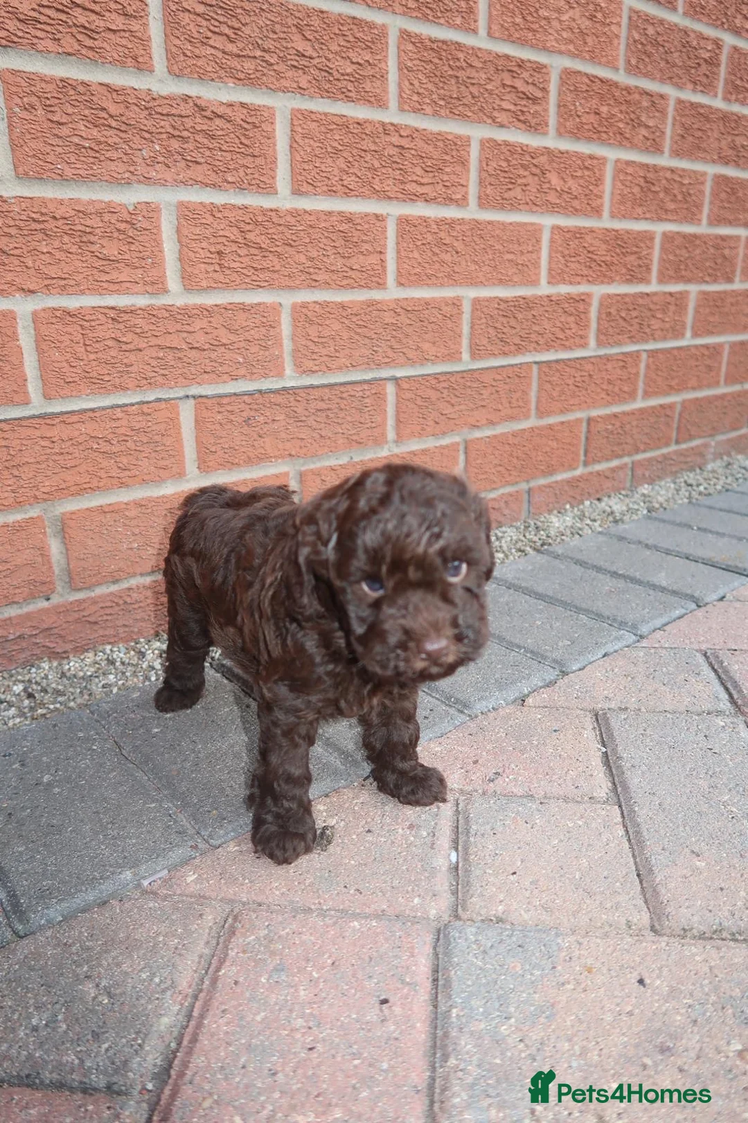 Cockapoo dogs for sale: Beautiful cockapoo puppies  - Advert 2