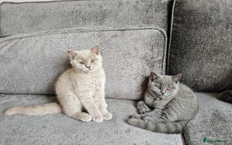 British Shorthair cats for sale: British shorthaired kittens for sale - Image 1