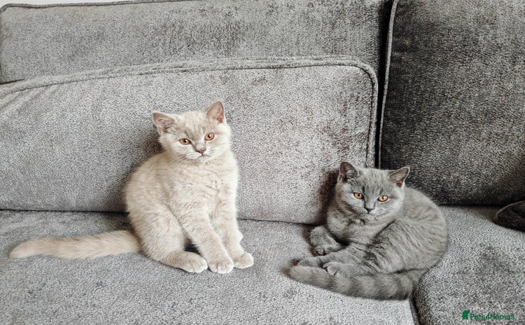 British Shorthair cats - Advert 16