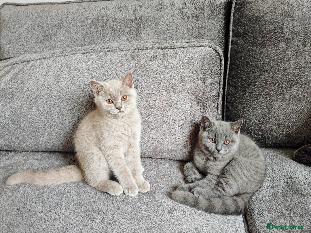 British Shorthair cats for sale: British shorthaired kittens for sale - Image 1