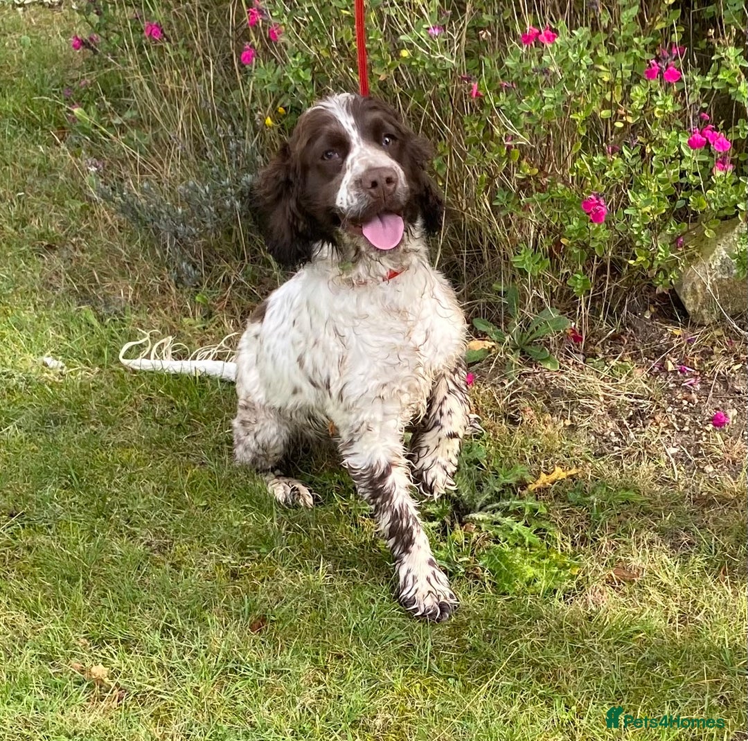 Cocker Spaniel dogs for sale: Adorable show cocker spaniel - Advert 7