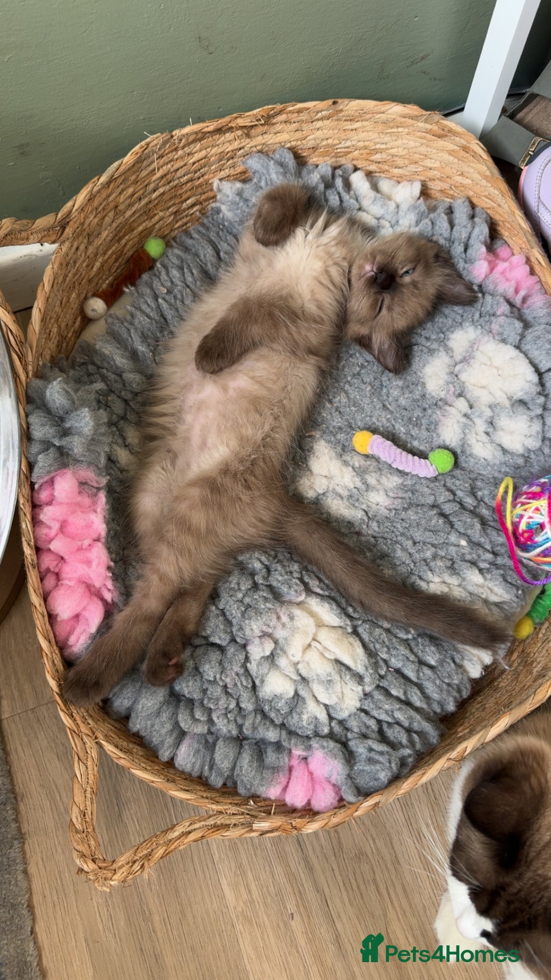 Ragdoll cats for sale: Beautiful Tica registered Ragdoll’s  - Image 19