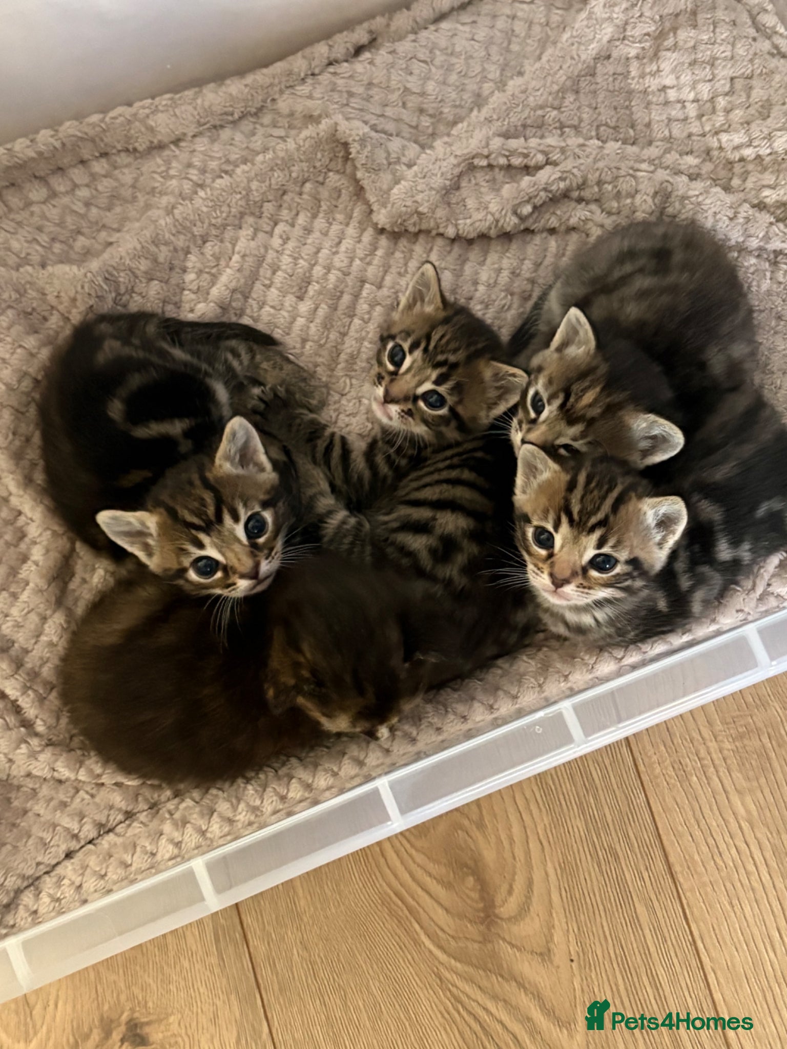 Mixed Breed cats Bengal mix kittens - Advert 1