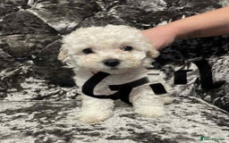 Poochon dogs for sale: Poochon puppies - Image 3