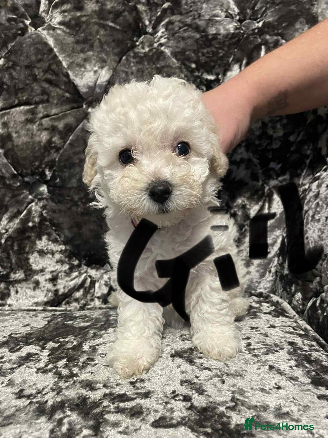 Poochon dogs for sale: Poochon puppies - Image 3