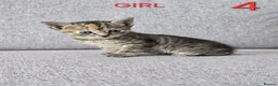 Mixed Breed cats for sale: Adorable kittens - Advert 17