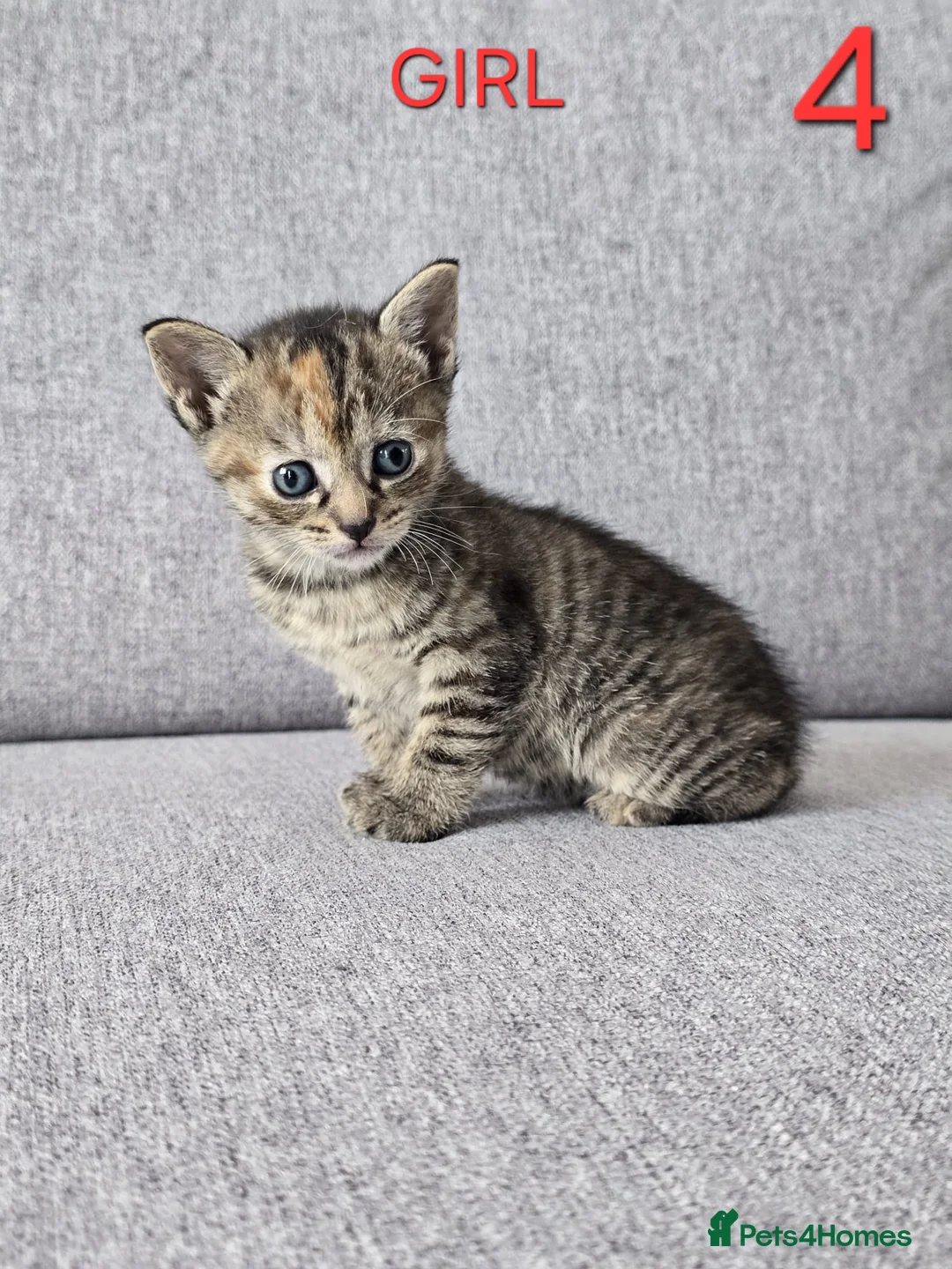 Mixed Breed cats for sale: Adorable kittens - Advert 17
