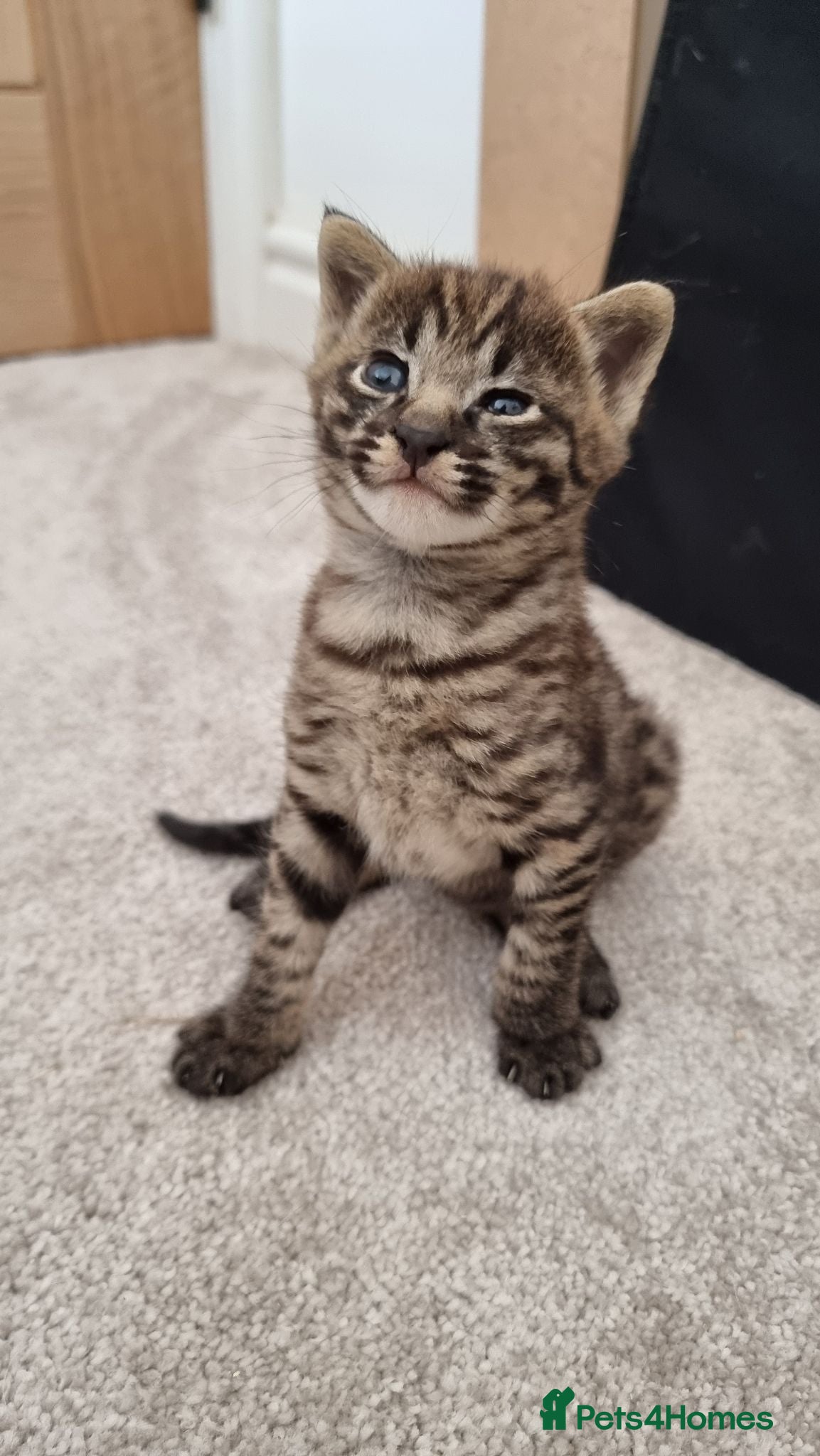 Savannah cats Huge F2 Savannah Male Kitten! - Advert 1