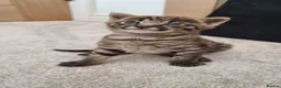 Savannah cats for sale: Huge F2 Savannah Male Kitten! - Advert 1