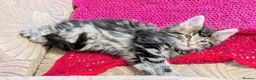 Maine Coon cats for sale: 🐾Pedigree Maine Coon Kittens–2 Boys Available 🐾 - Advert 9