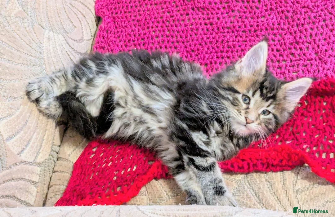 Maine Coon cats for sale: 🐾Pedigree Maine Coon Kittens–2 Boys Available 🐾 - Advert 9