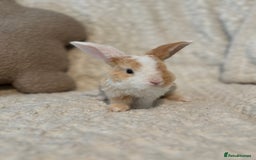 Mini Lop rabbits for sale: Mini plush lop babies 🫶🏻 ready to reserve! ✨  - Image 5