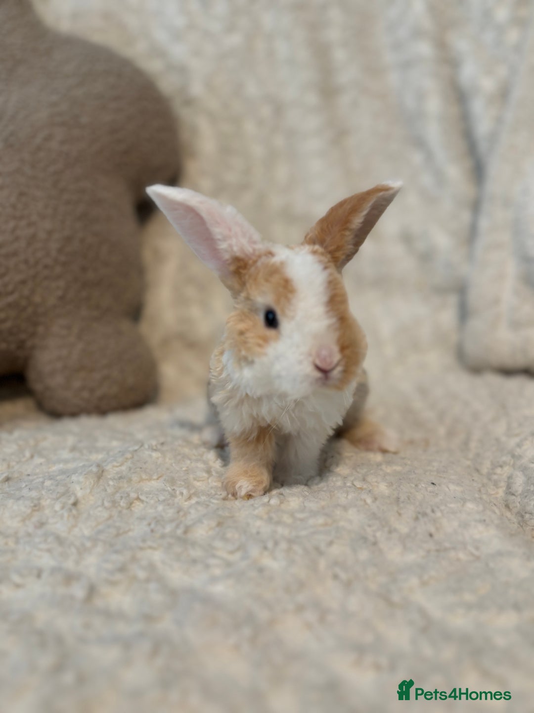 Mini Lop rabbits for sale: Mini plush lop babies 🫶🏻 ready to reserve! ✨  - Image 5