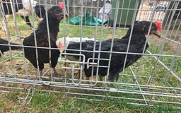 Chickens poultry for sale: 2 Cockerells - Image 5