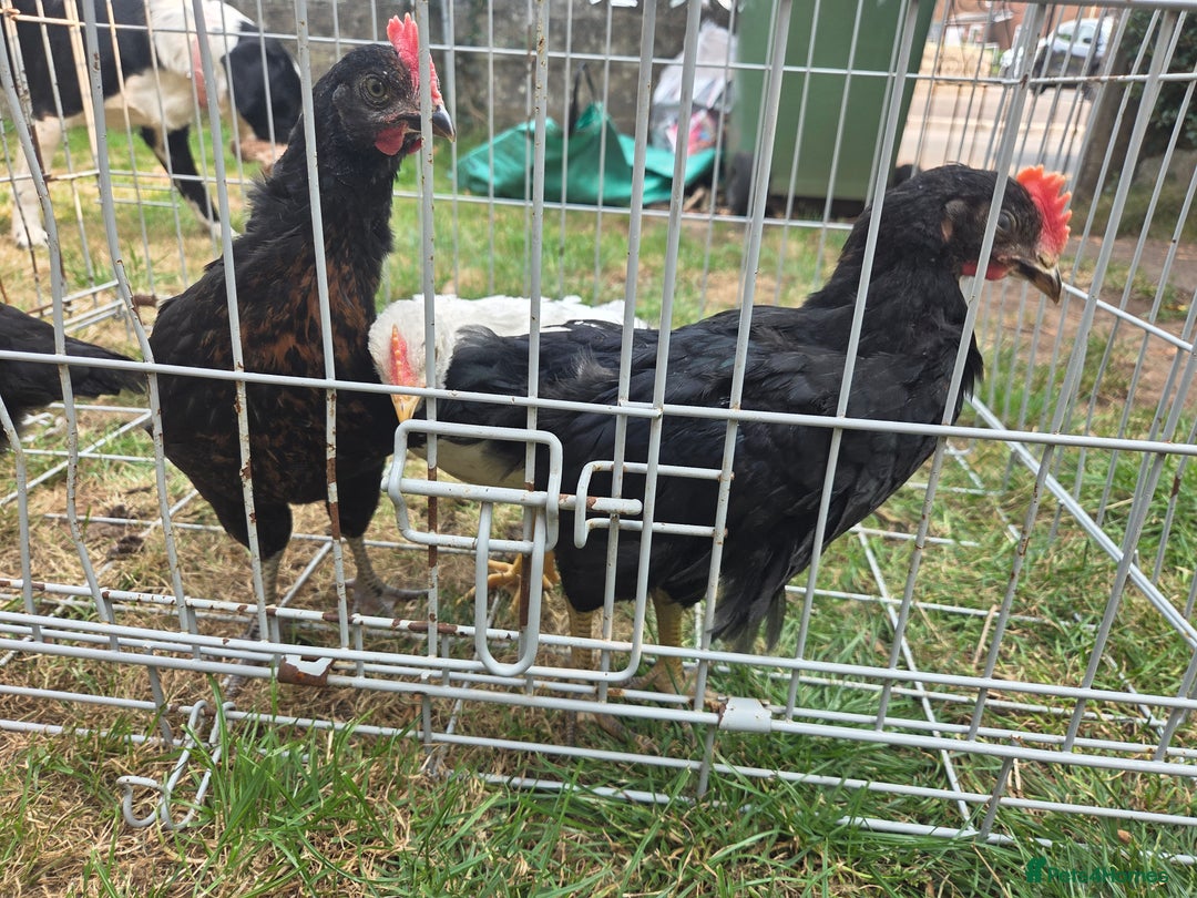 Chickens poultry for sale: 2 Cockerells - Image 5