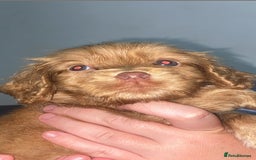 Cocker Spaniel dogs for sale: Cocker spaniel pup - Image 1