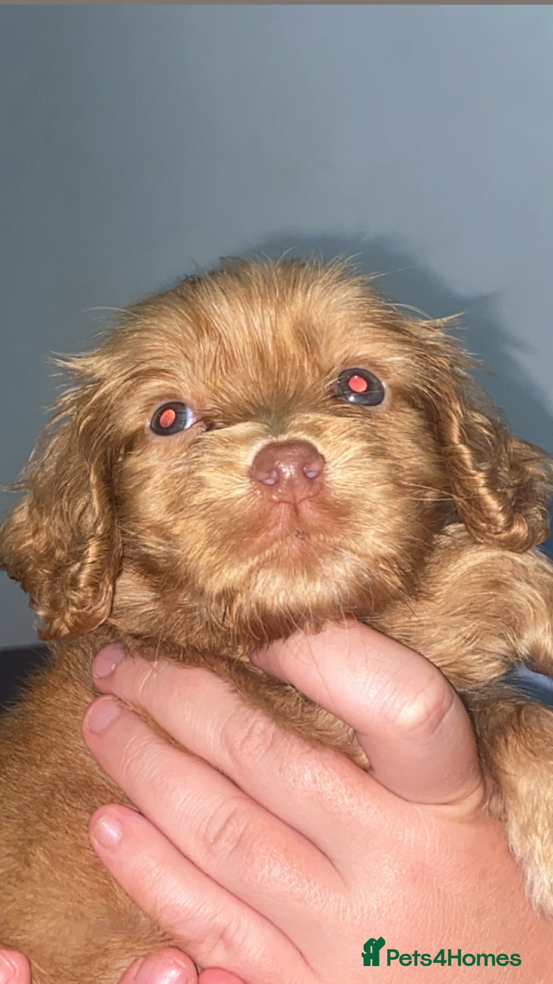 Cocker Spaniel dogs for sale: Cocker spaniel pup - Image 1