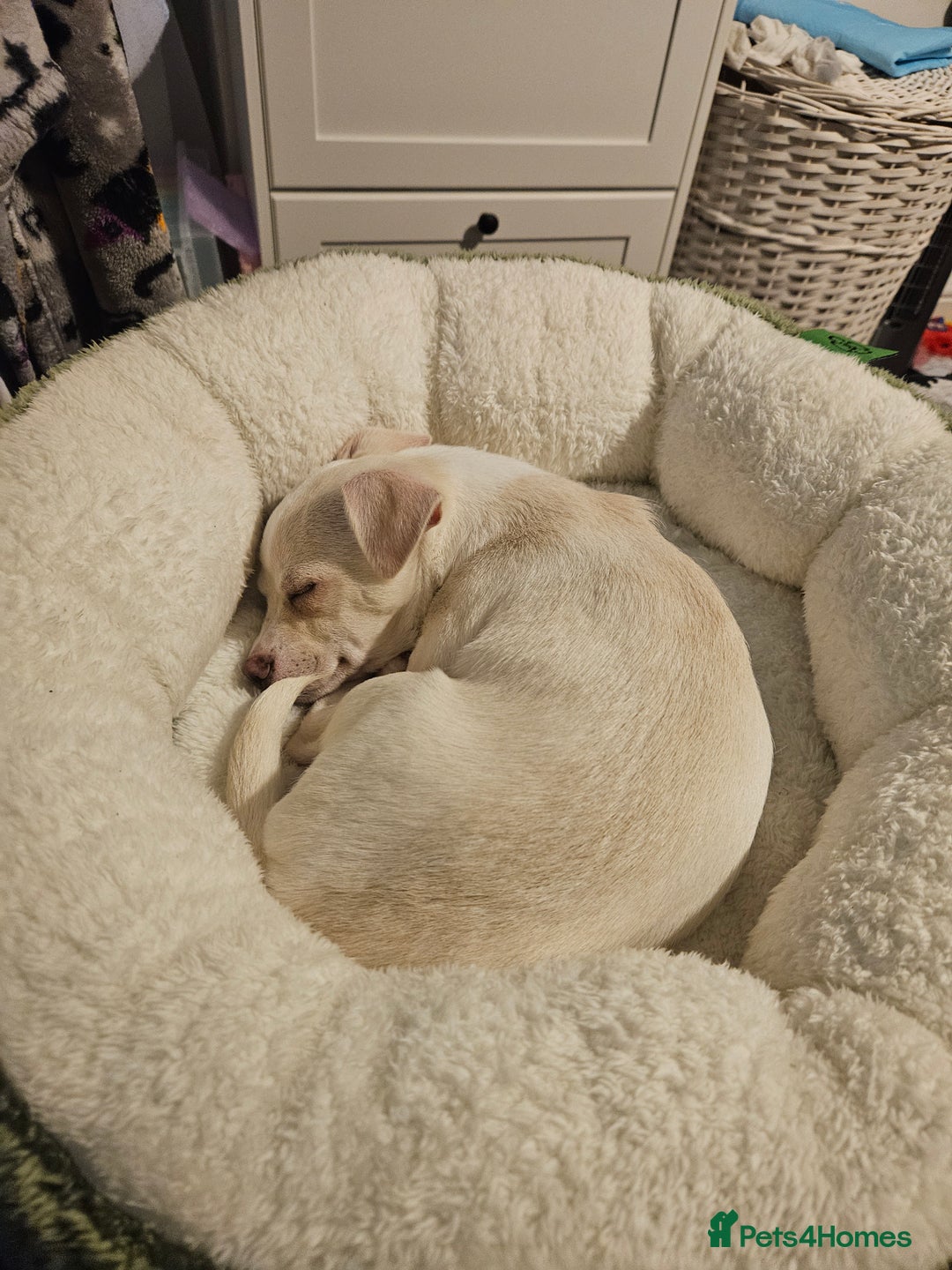 Chihuahua dogs for sale: Seeking good home for our sweet boy - Advert 2