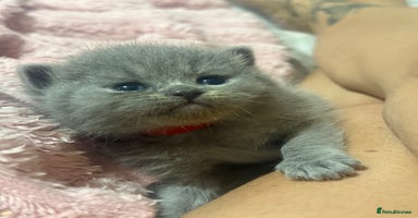 Himalayan cats - Advert 15