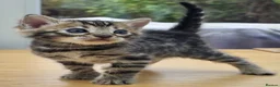 Bengal cats for sale: 🐆 2 BEAUTIFUL TICA BENGAL GIRLS – £1,200 EACH 🐆 - Advert 12
