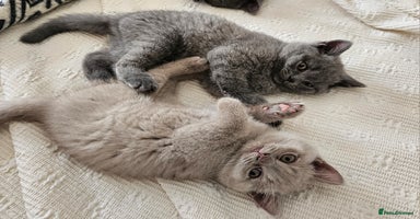 British Shorthair cats - Advert 4
